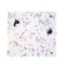 観察しやすい標本が作成できる